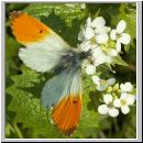 Anthocharis cardamines - Aurorafalter m08.jpg